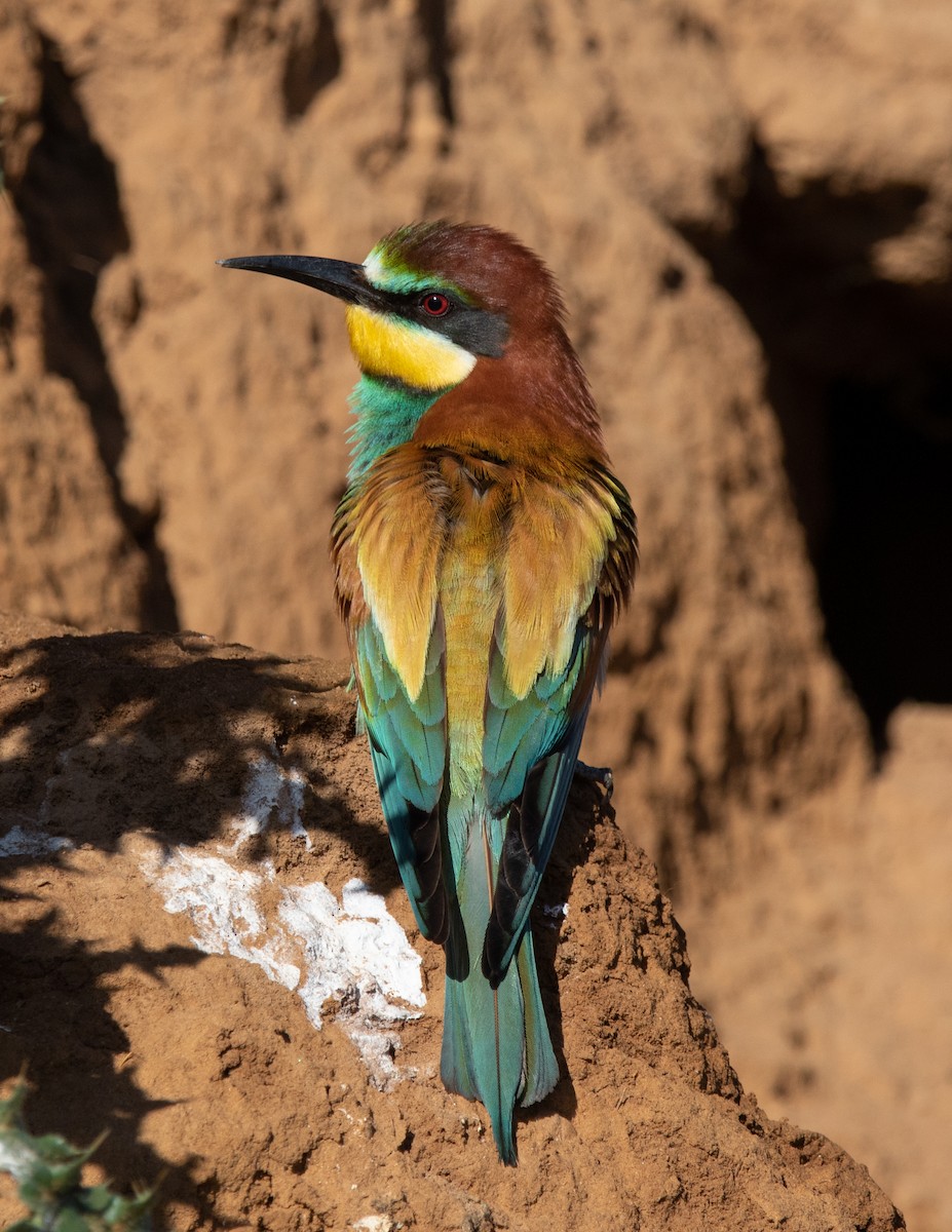 European Bee-eater - ML619134185