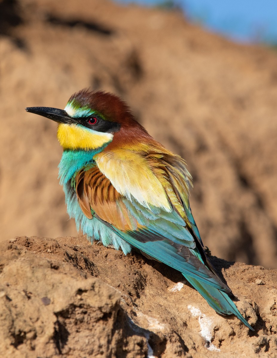 European Bee-eater - ML619134187