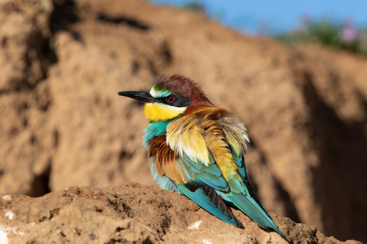 European Bee-eater - ML619134193