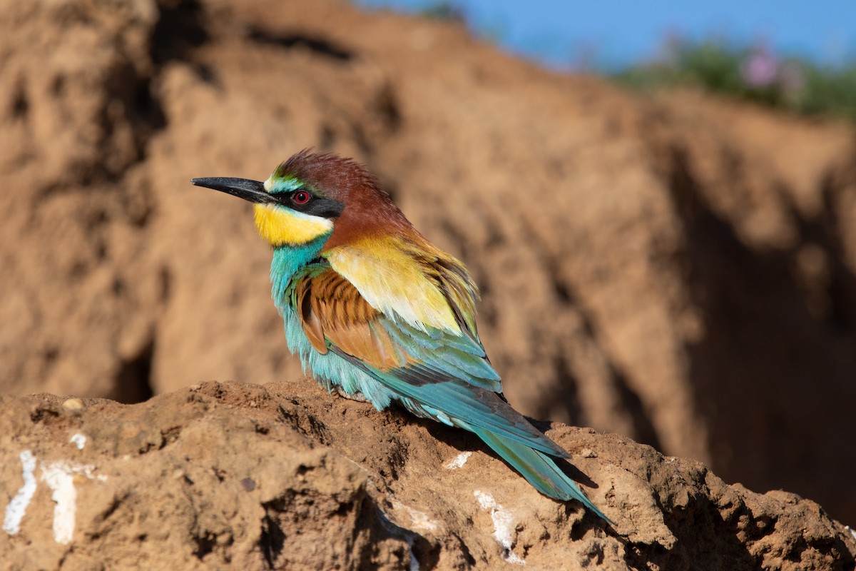 European Bee-eater - ML619134194