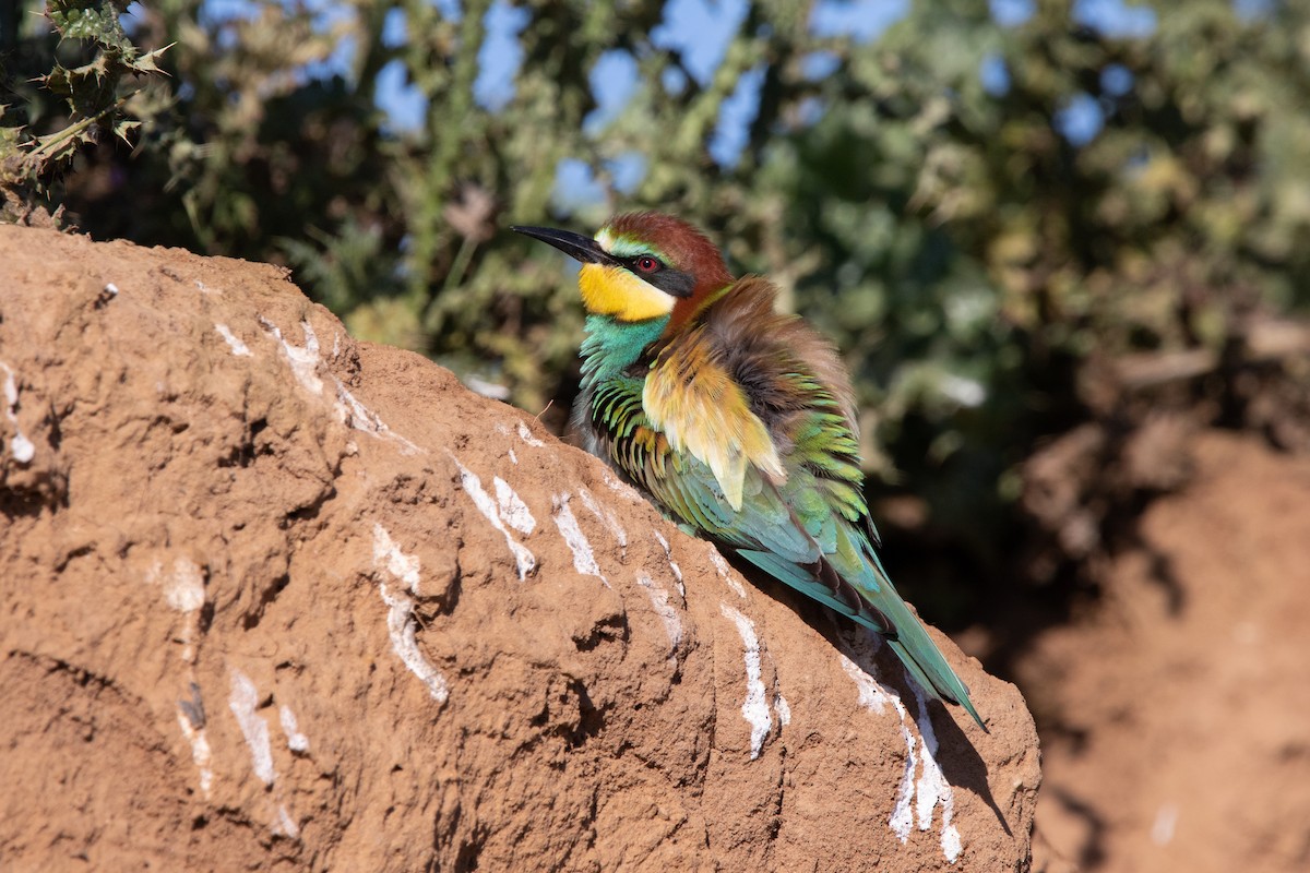 European Bee-eater - ML619134195