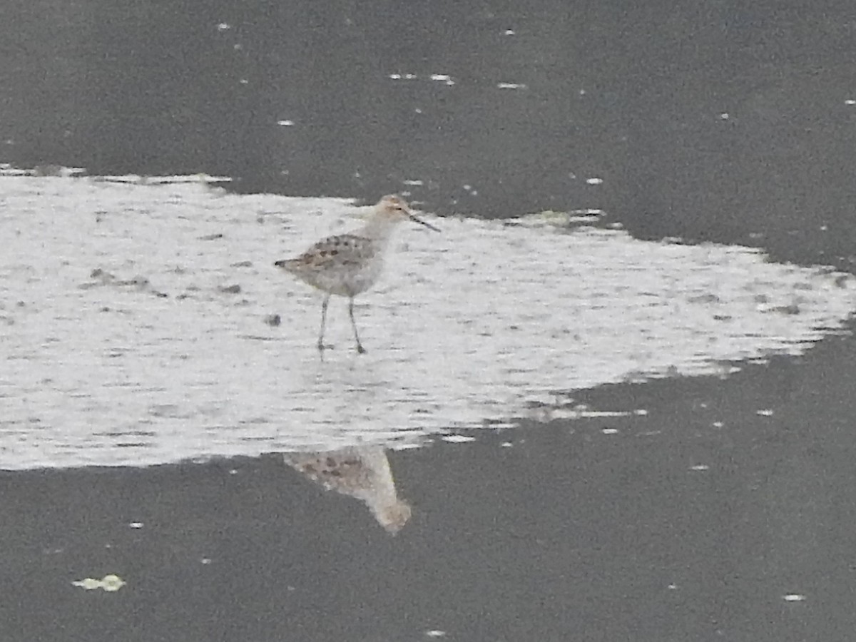 Stilt Sandpiper - ML619134205