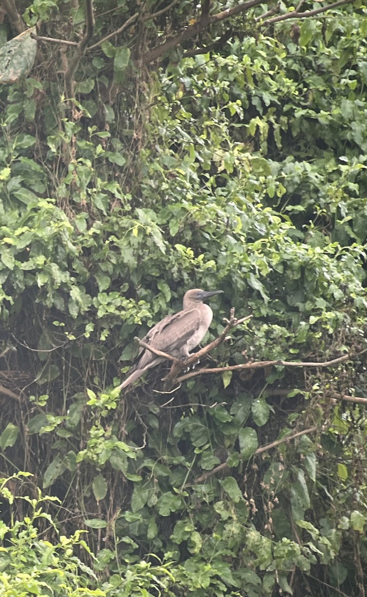 Red-footed Booby - Brenda Sánchez