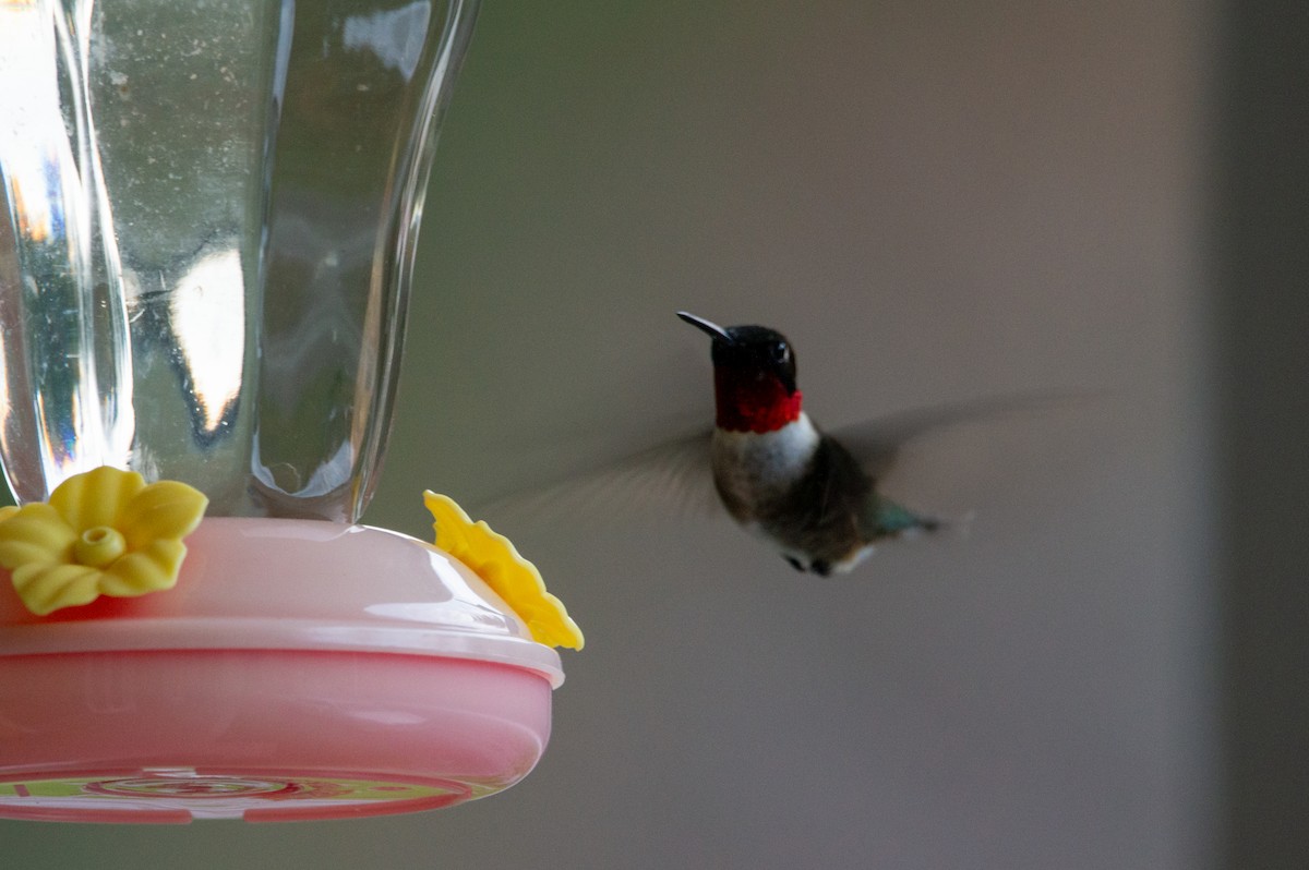 Ruby-throated Hummingbird - ML619134218