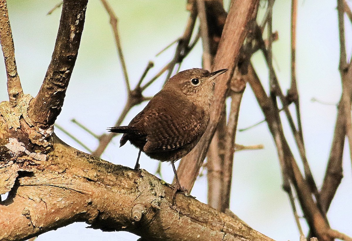 House Wren - John  Cameron