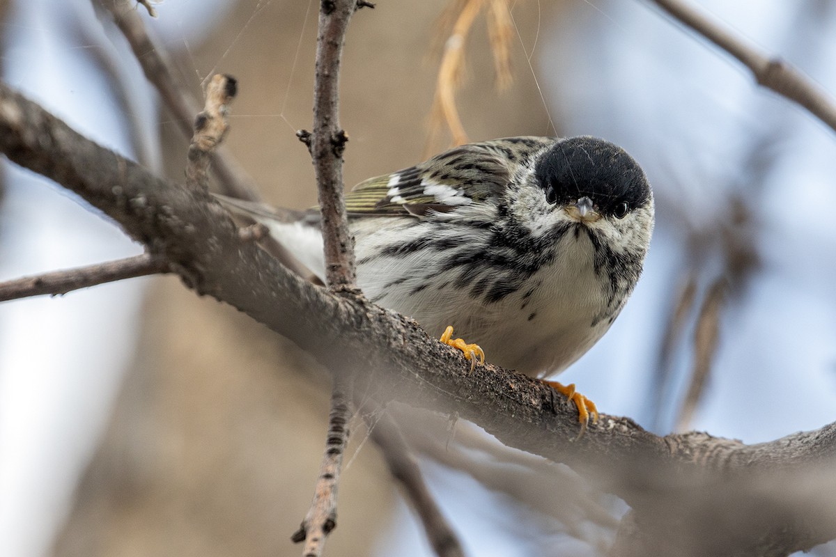 Blackpoll Warbler - Garrett Little