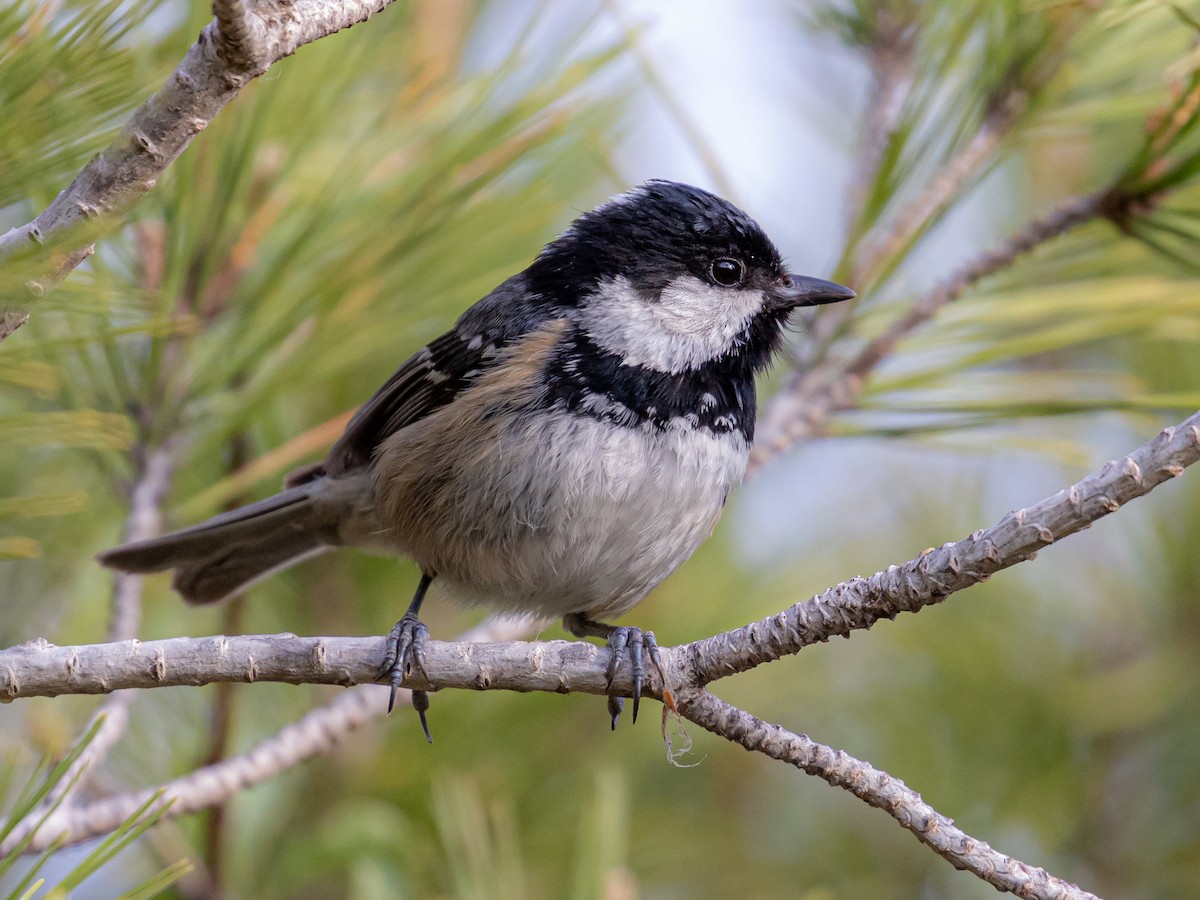 Coal Tit - Antonio M Abella