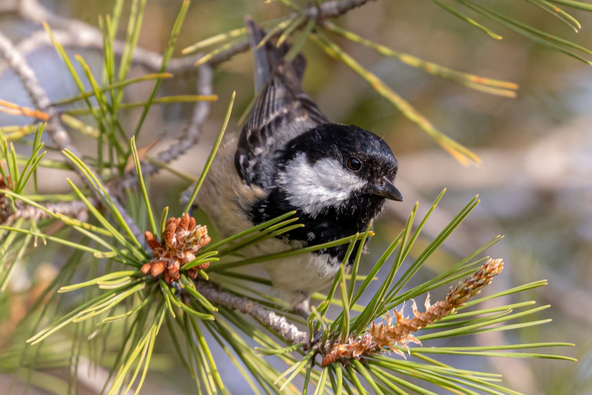 Coal Tit - Antonio M Abella