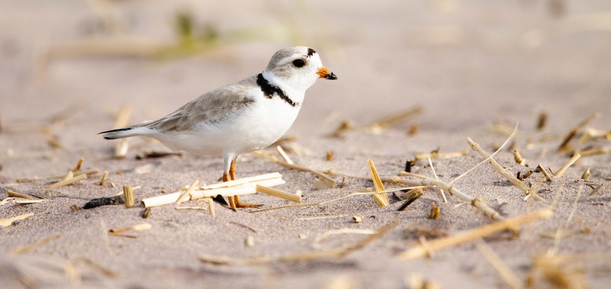 Piping Plover - Jerry Chen