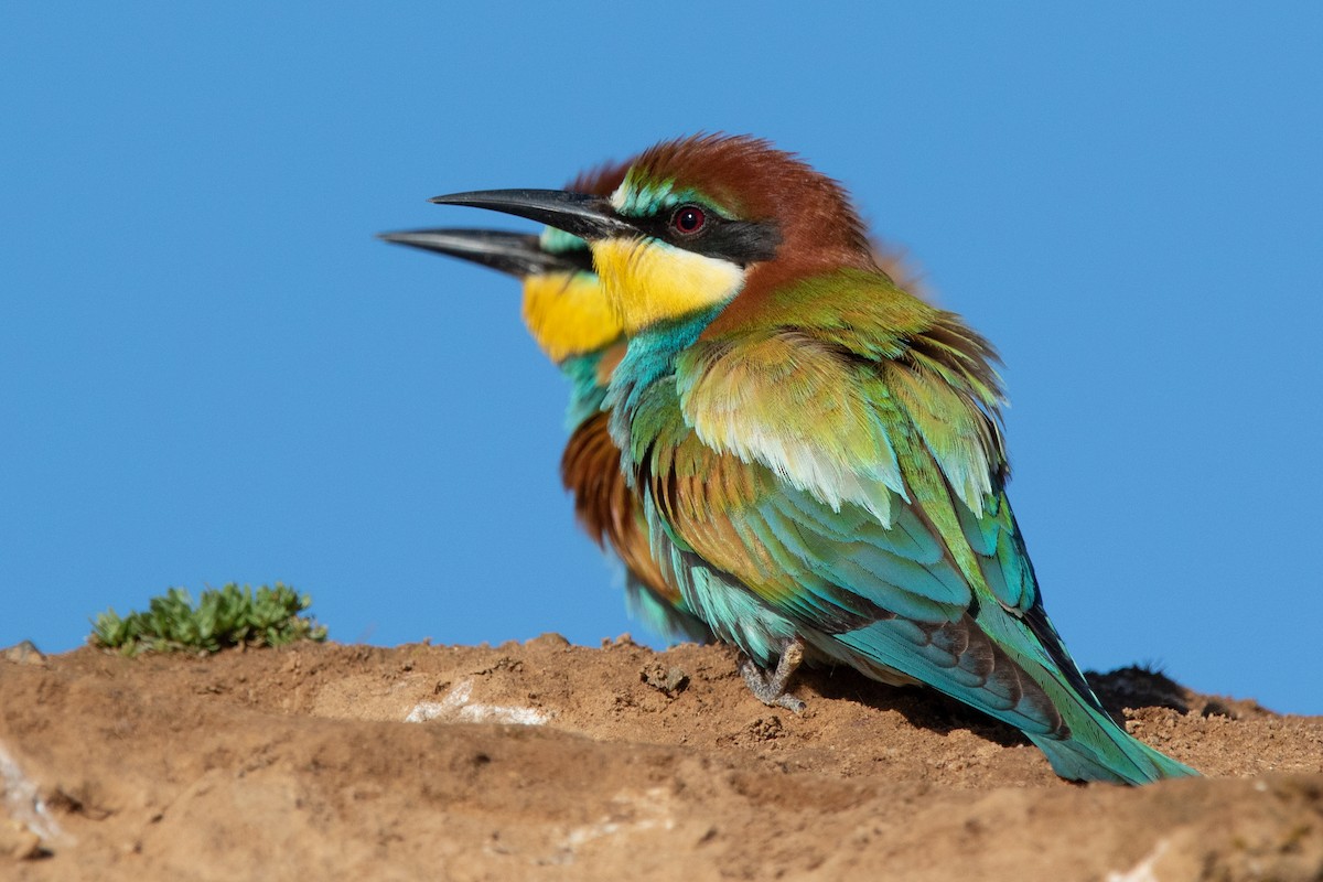 European Bee-eater - ML619134257