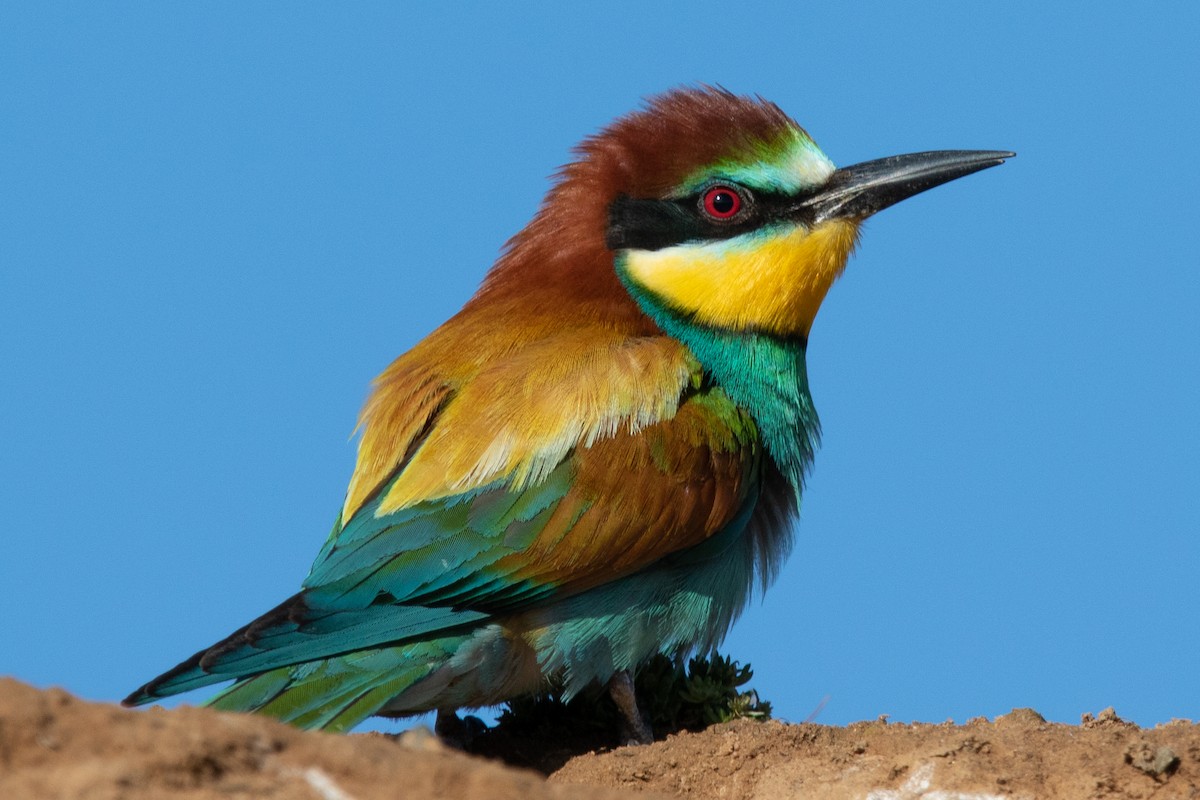 European Bee-eater - ML619134260