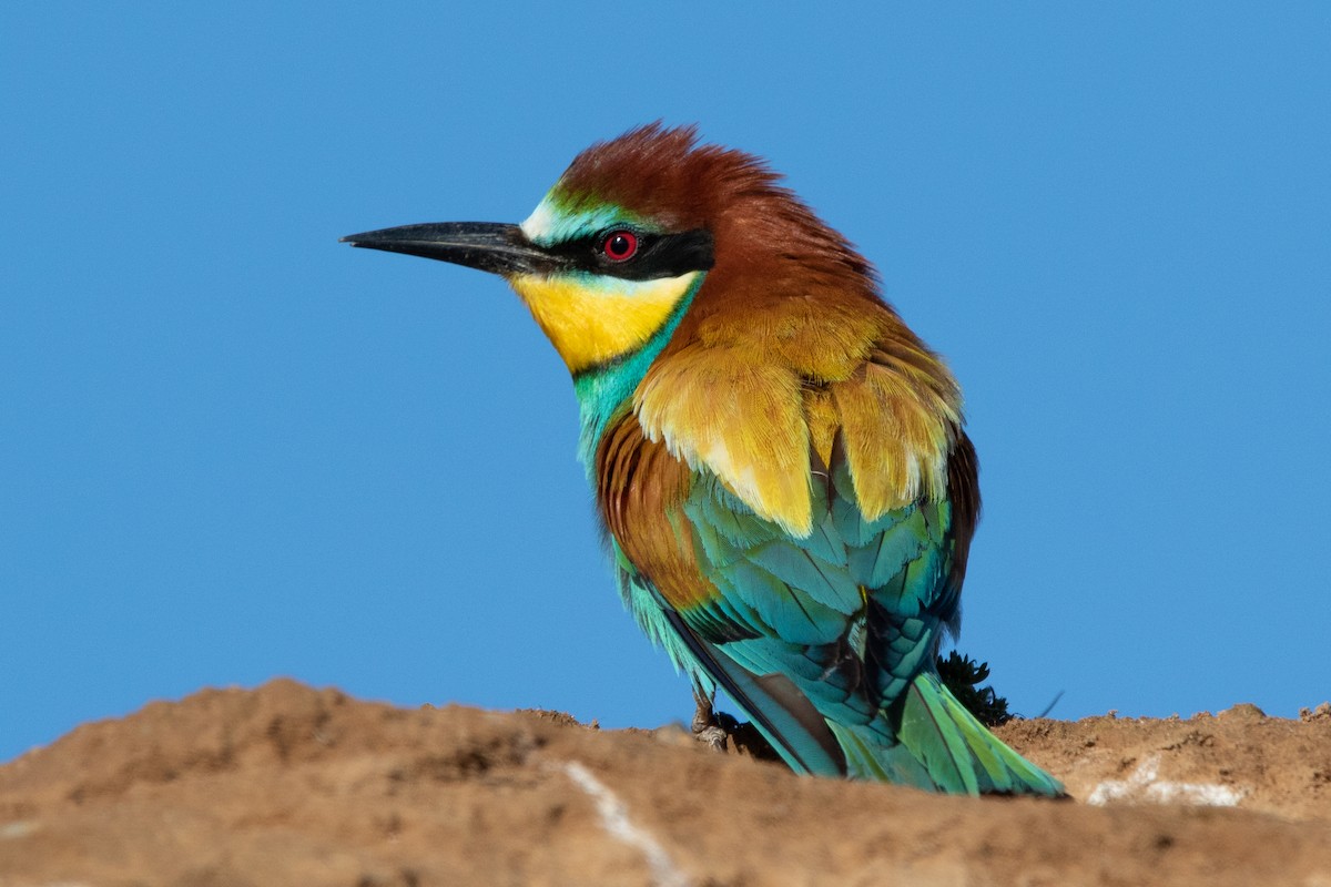 European Bee-eater - ML619134263