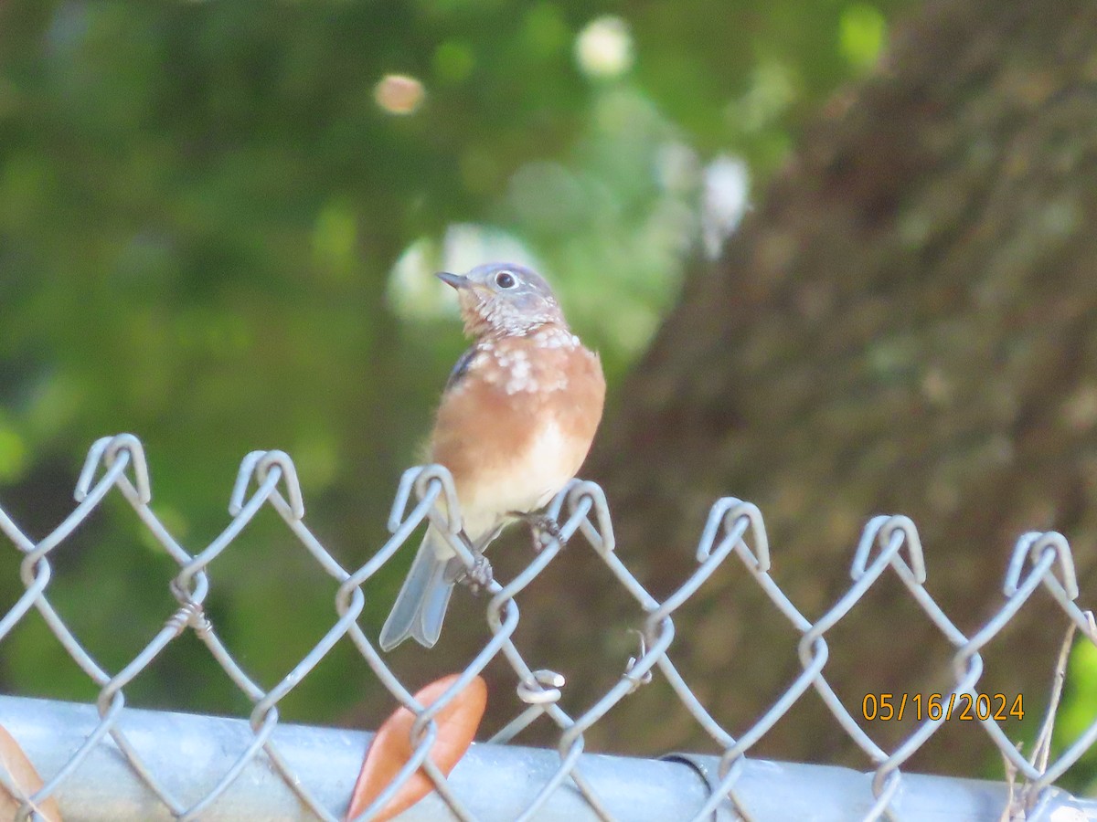 Eastern Bluebird - Susan Leake