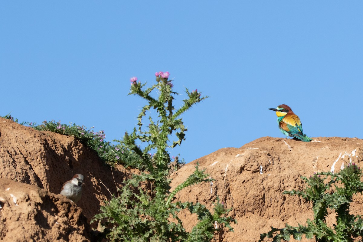 European Bee-eater - ML619134273