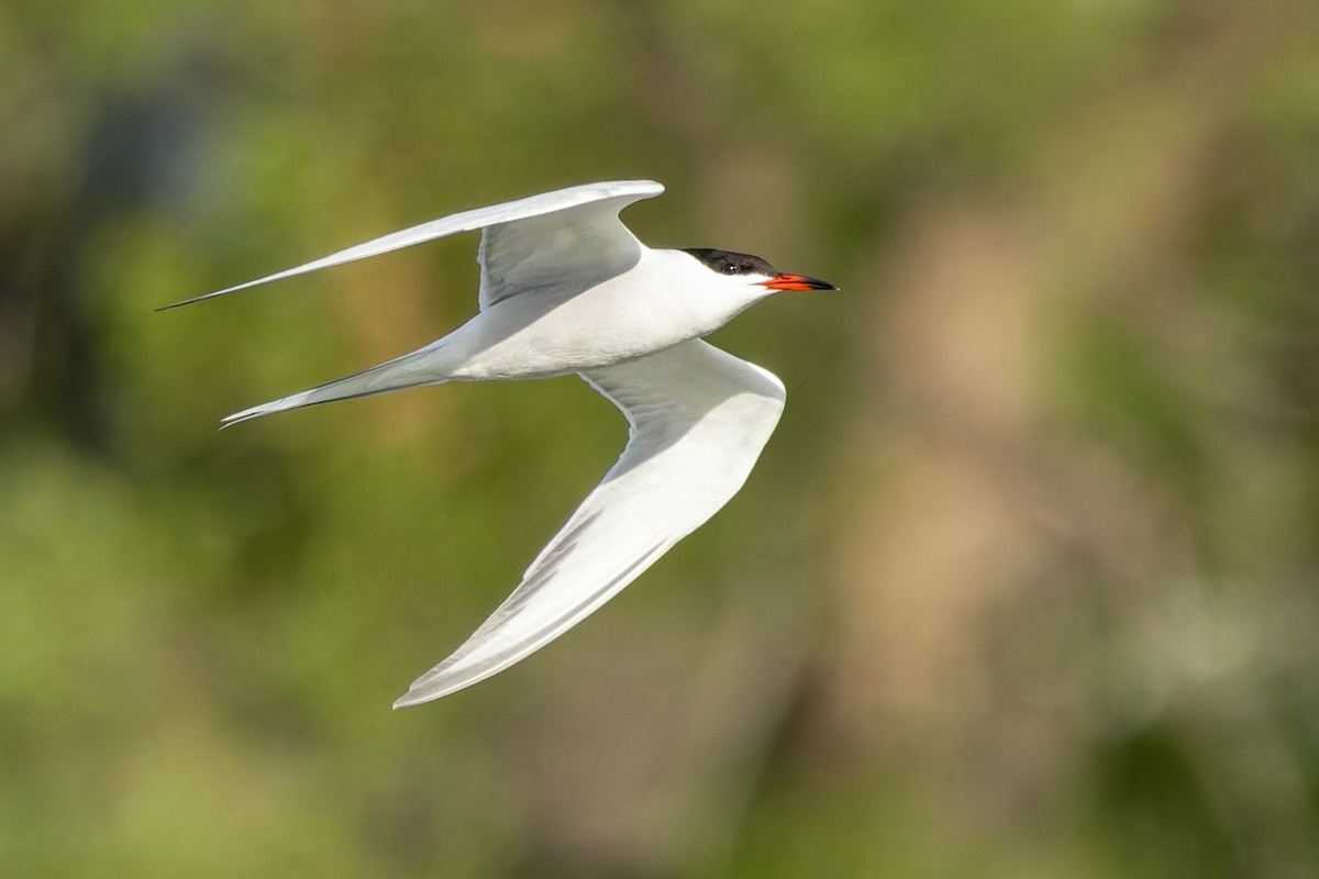 Common Tern - Kyle Blaney