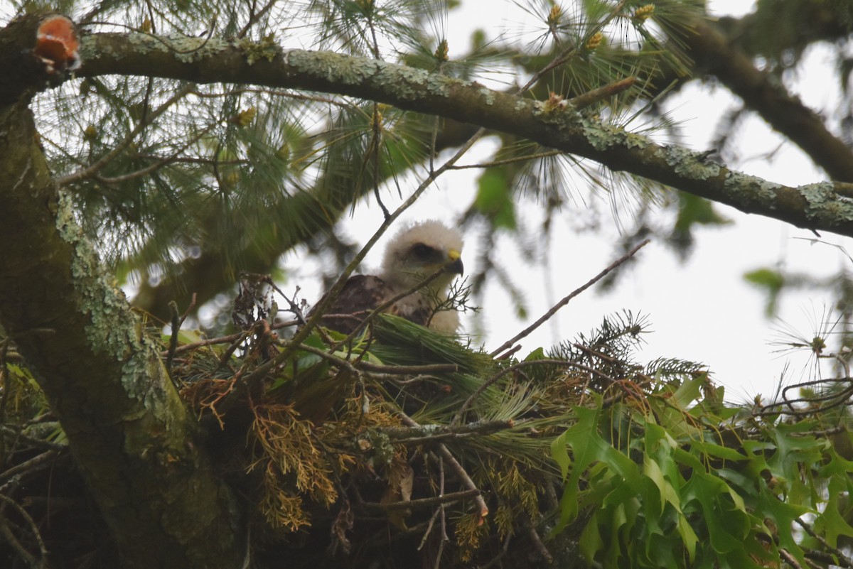 Red-shouldered Hawk - Old Sam Peabody