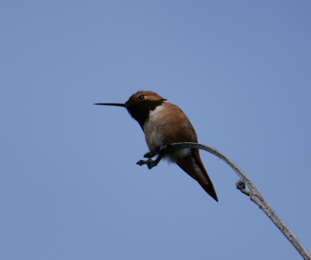 Rufous Hummingbird - Jan Bryant
