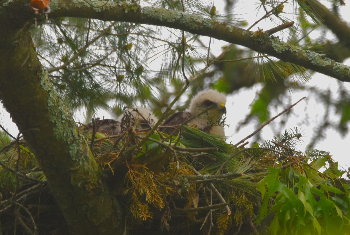 Red-shouldered Hawk - Old Sam Peabody