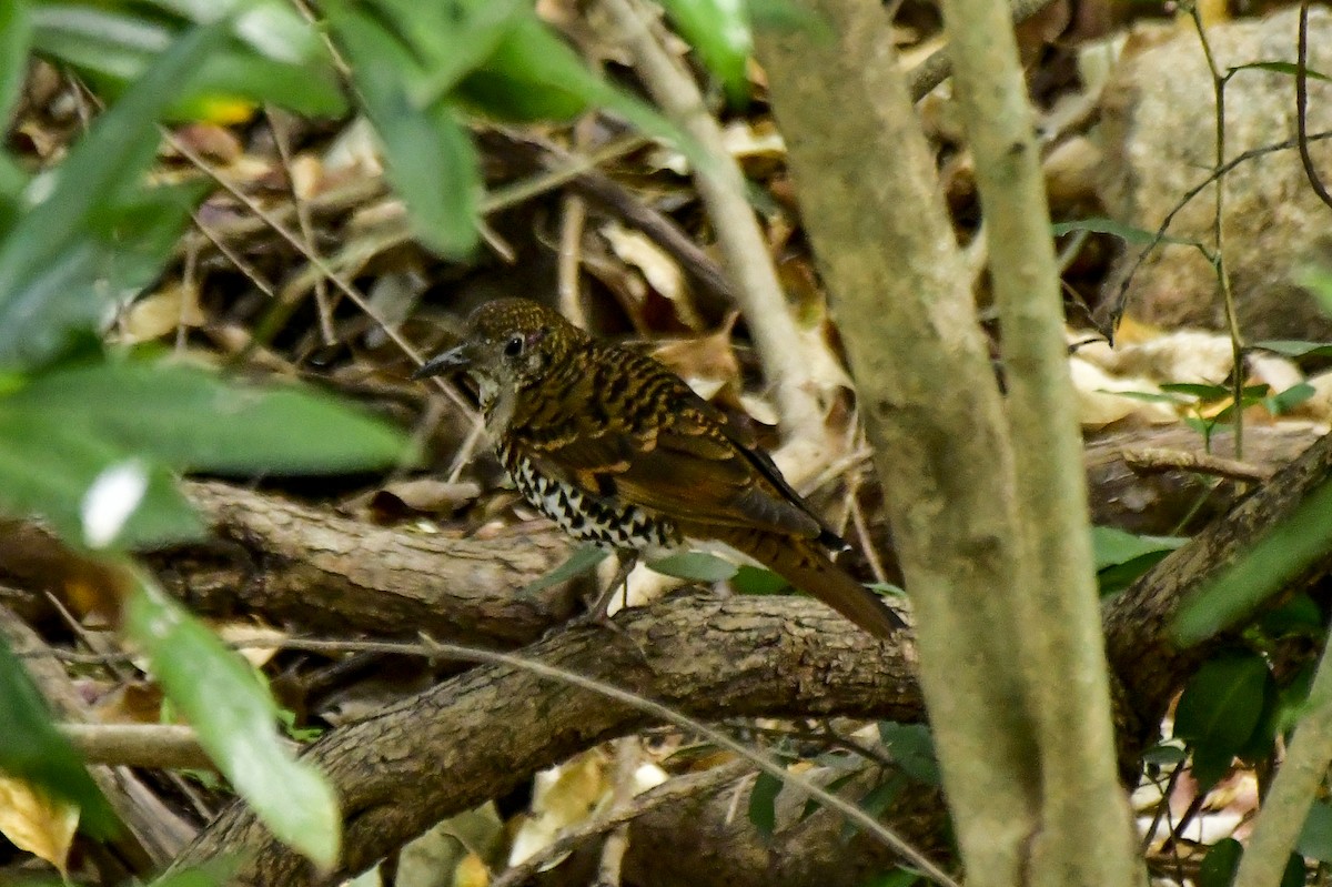 Nilgiri Thrush - Sathish Ramamoorthy