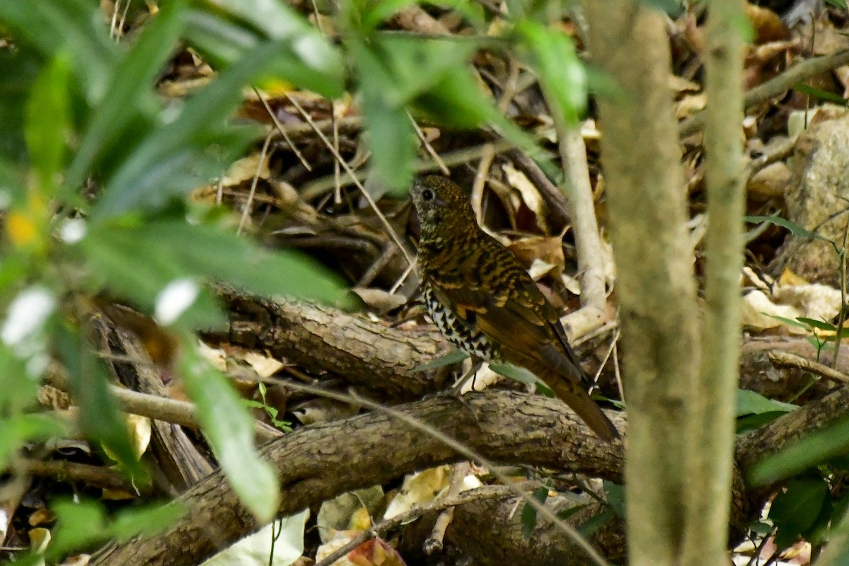 Nilgiri Thrush - Sathish Ramamoorthy