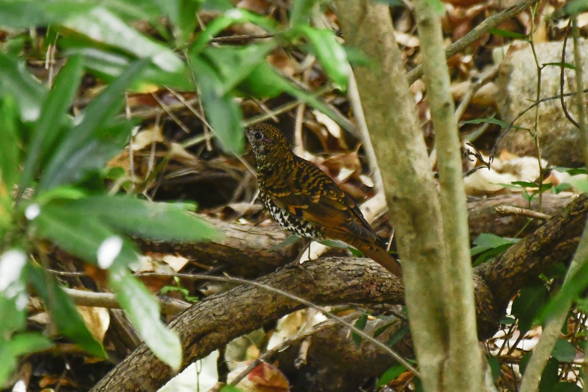 Nilgiri Thrush - Sathish Ramamoorthy