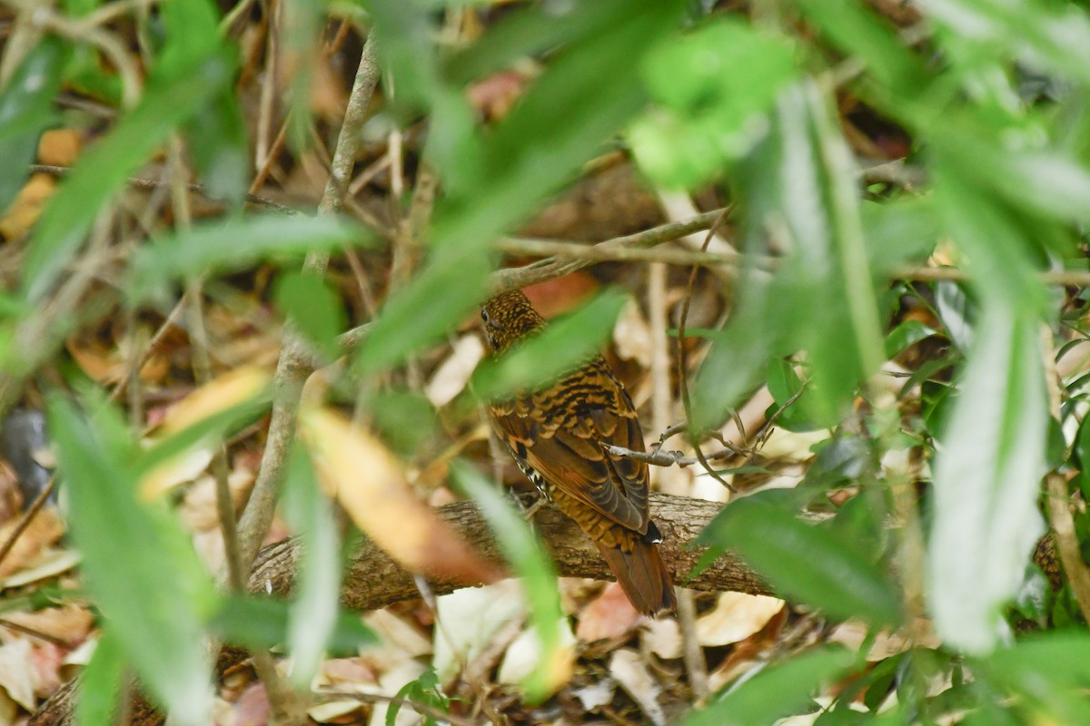 Nilgiri Thrush - Sathish Ramamoorthy