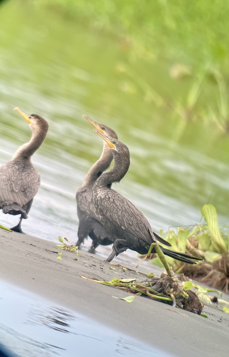 Neotropic Cormorant - Brenda Sánchez