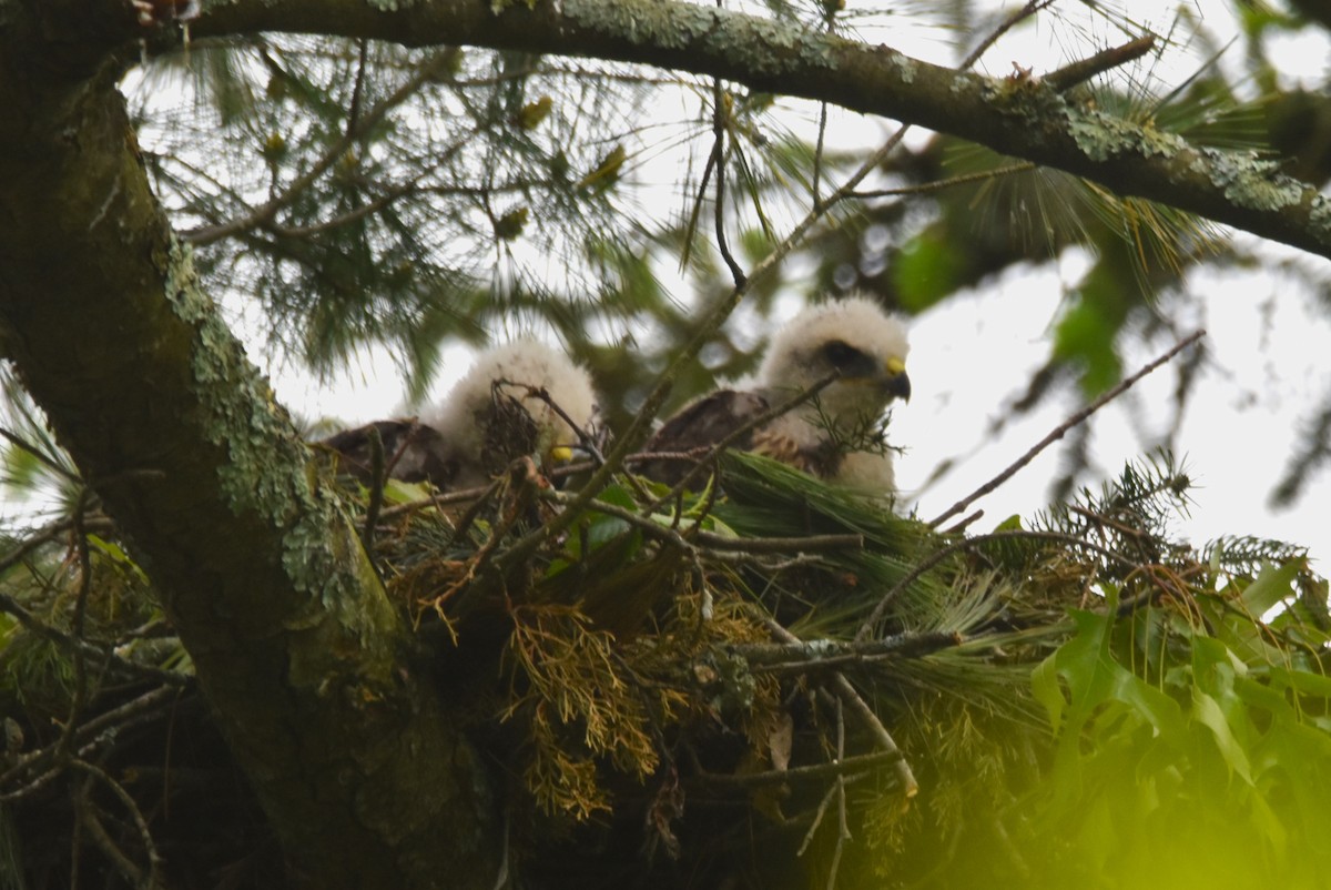 Red-shouldered Hawk - Old Sam Peabody