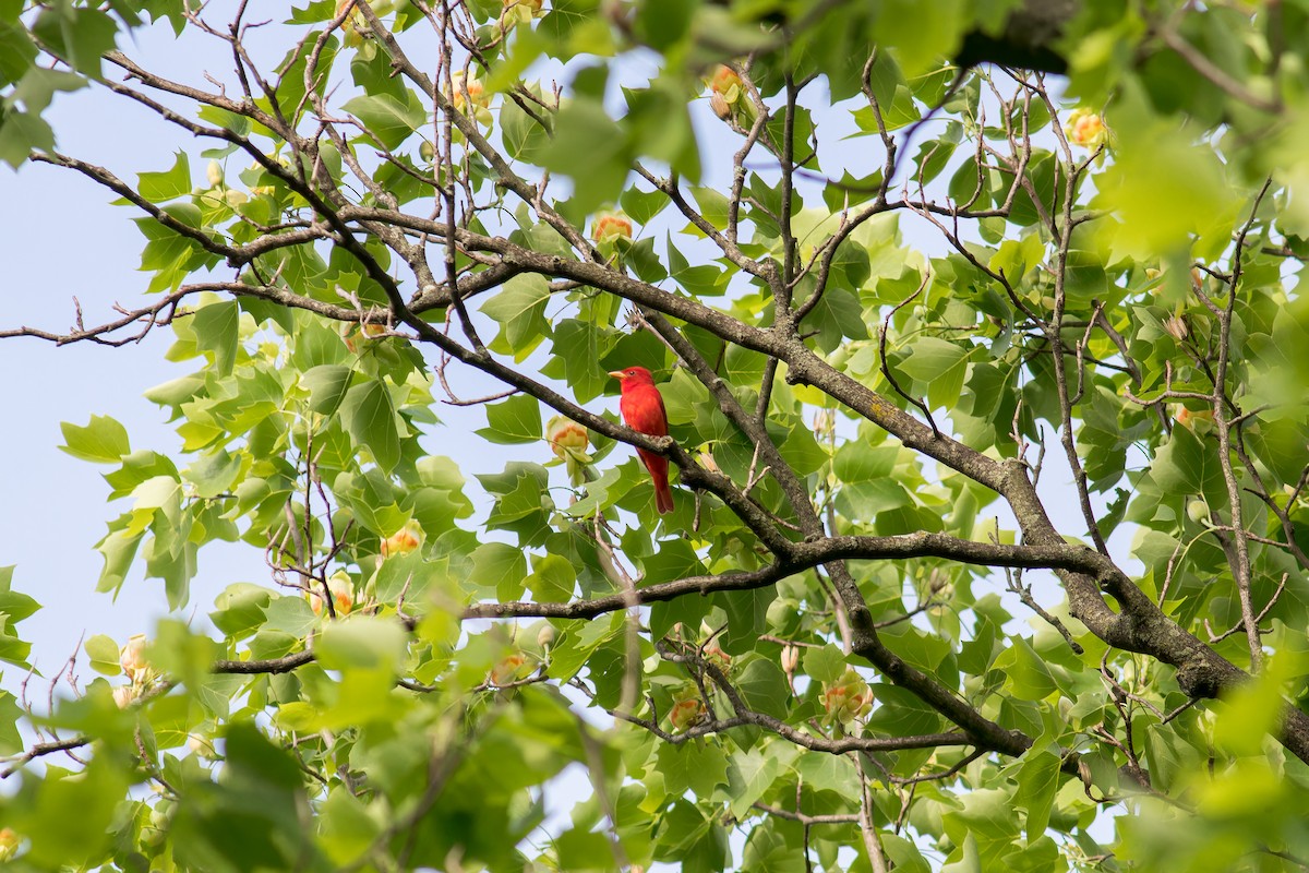 Summer Tanager - ML619134352