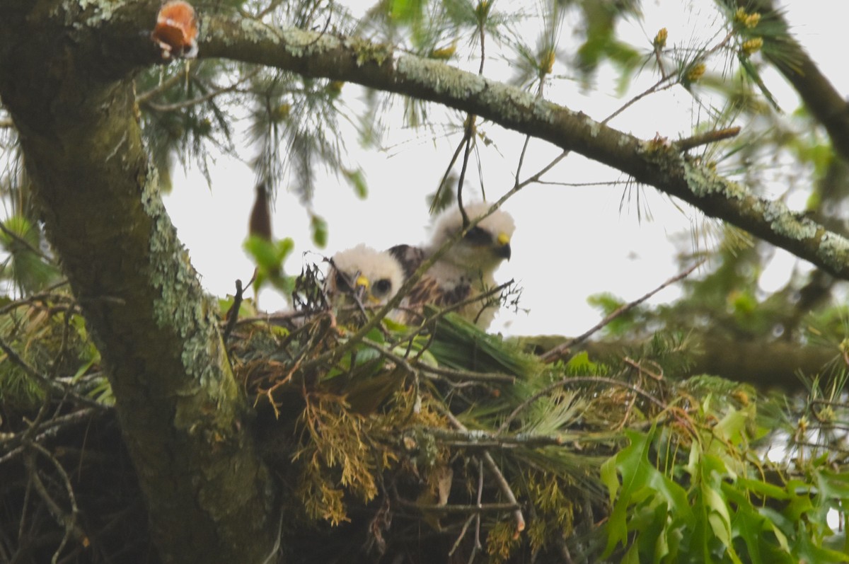 Red-shouldered Hawk - Old Sam Peabody