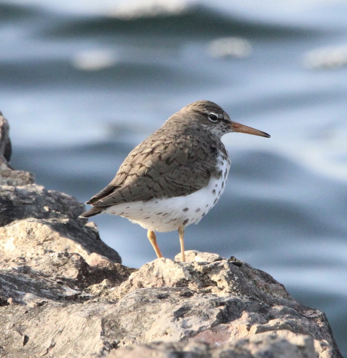 Spotted Sandpiper - ML619134420