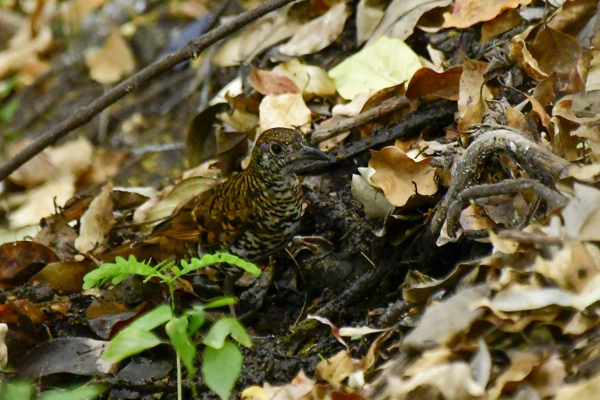 Nilgiri Thrush - Sathish Ramamoorthy