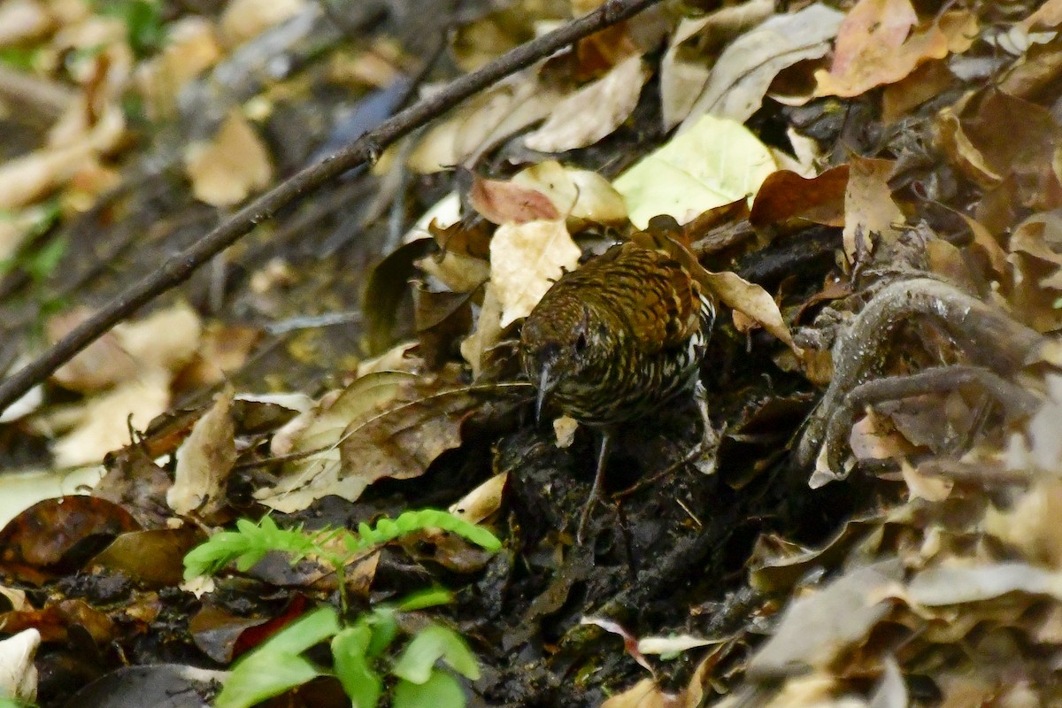 Nilgiri Thrush - Sathish Ramamoorthy