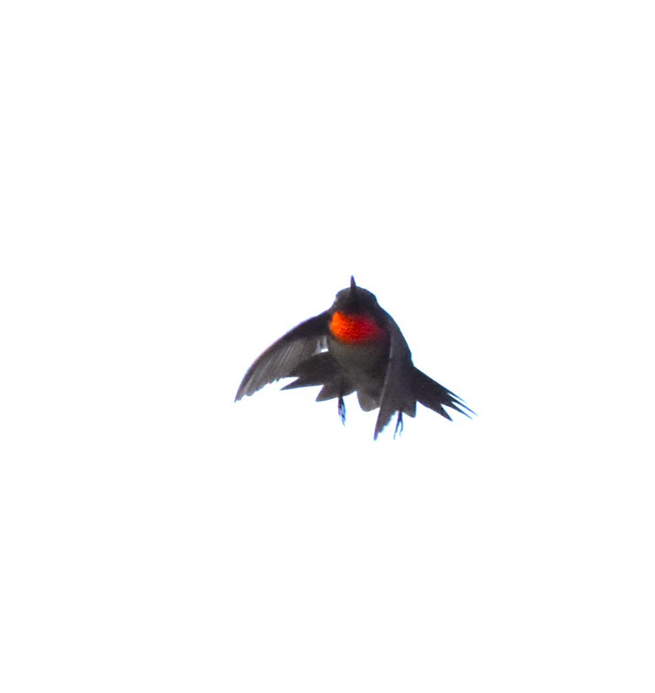 Colibri à gorge rubis - ML619134482