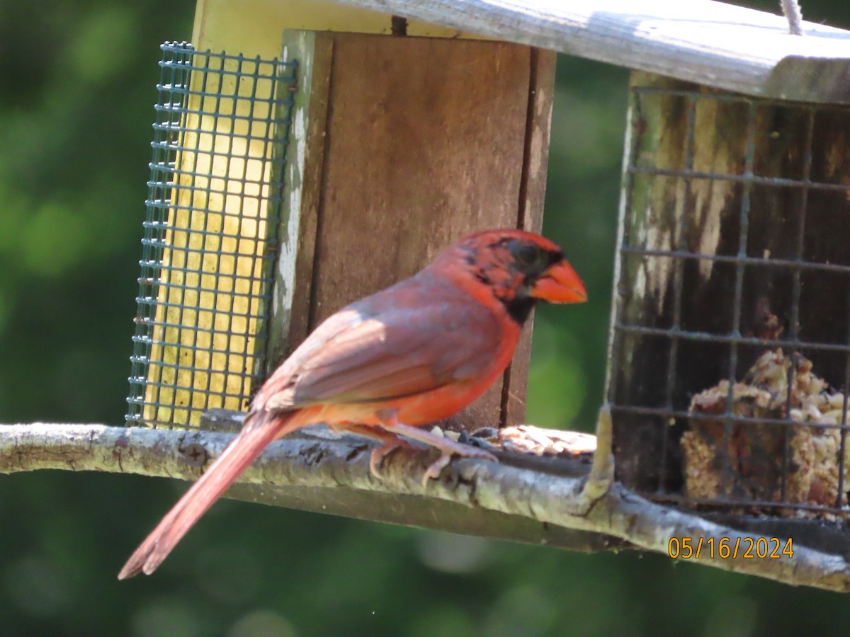 Northern Cardinal - Susan Leake