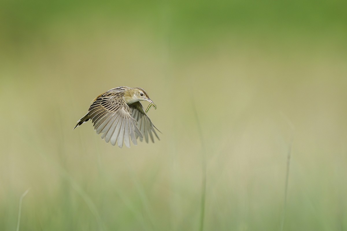 cistovník rákosníkový - ML619134491