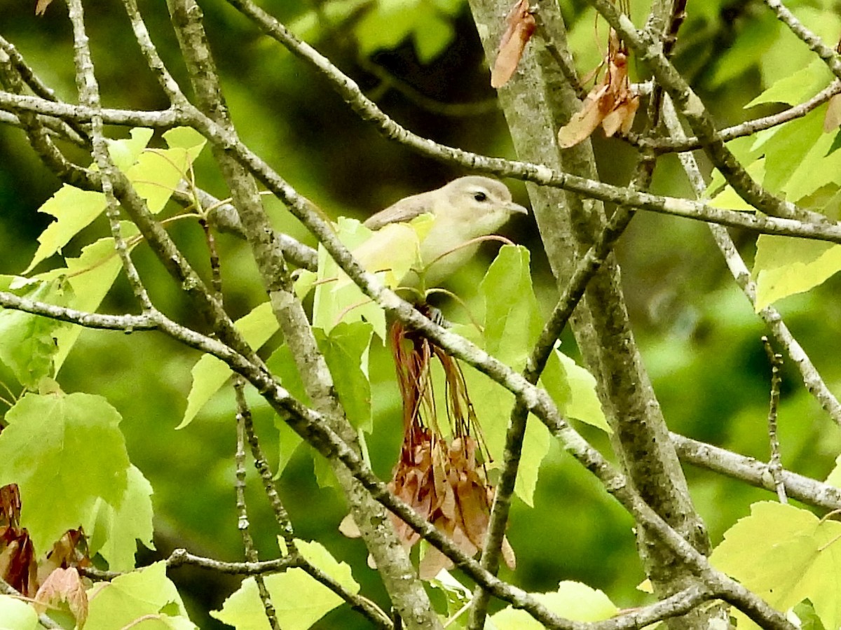 Warbling Vireo - Ronnie DiLorenzo