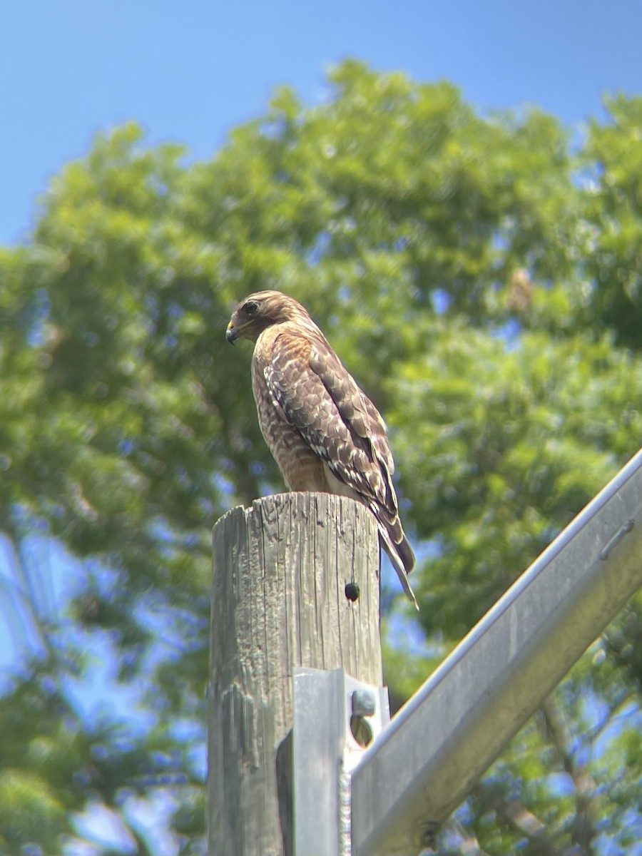 Red-shouldered Hawk - ML619134552