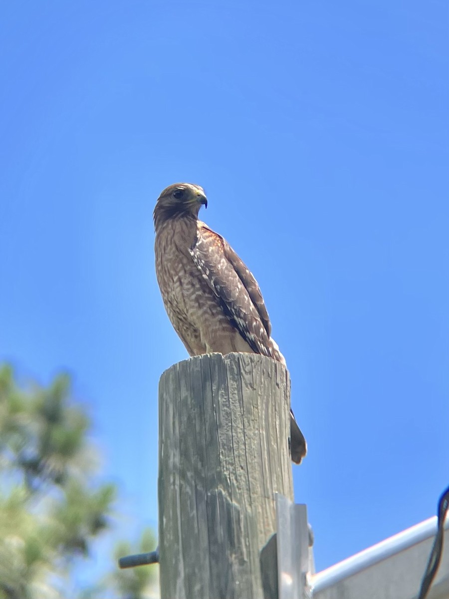 Red-shouldered Hawk - ML619134553