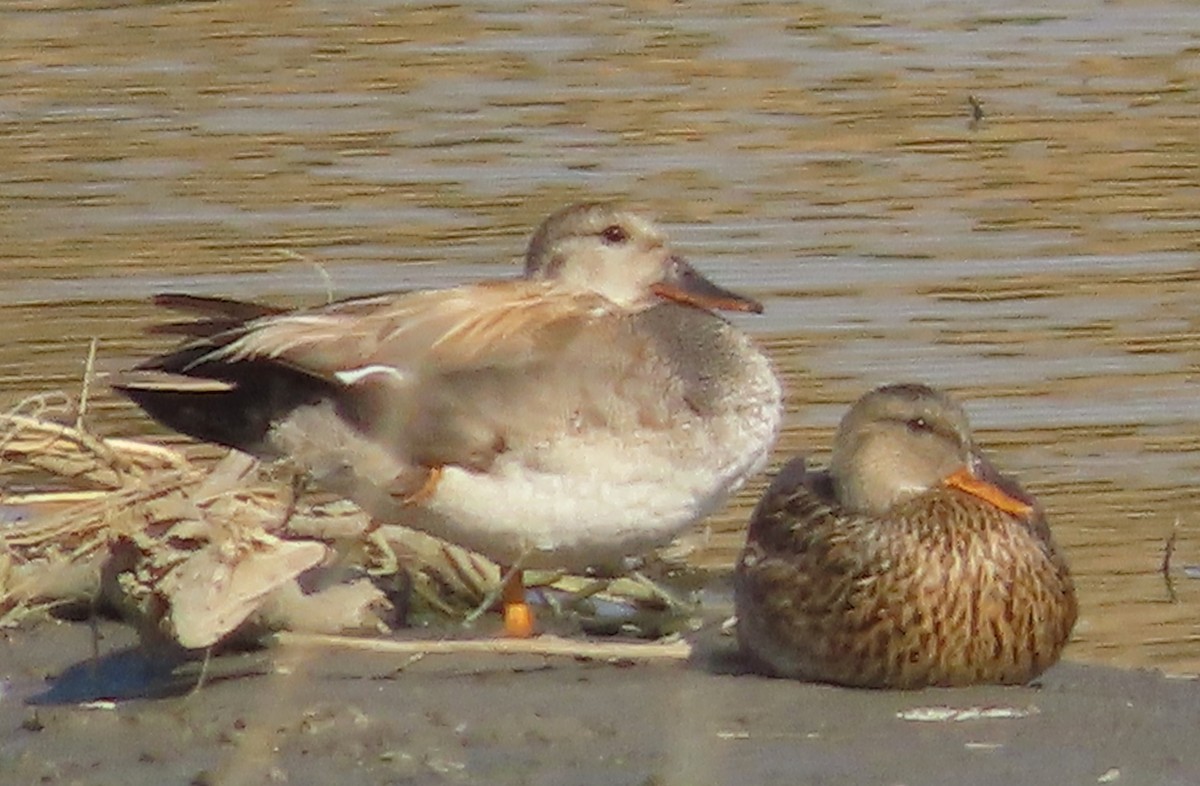 Canard chipeau - ML619134583