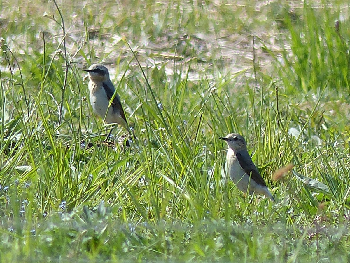 Northern Wheatear - Coleta Holzhäuser