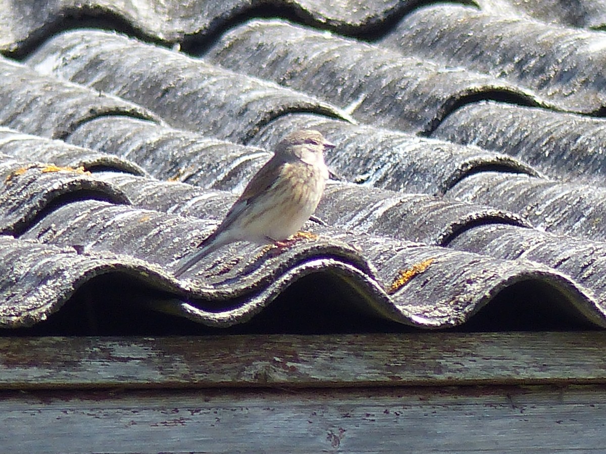 Eurasian Linnet - Coleta Holzhäuser