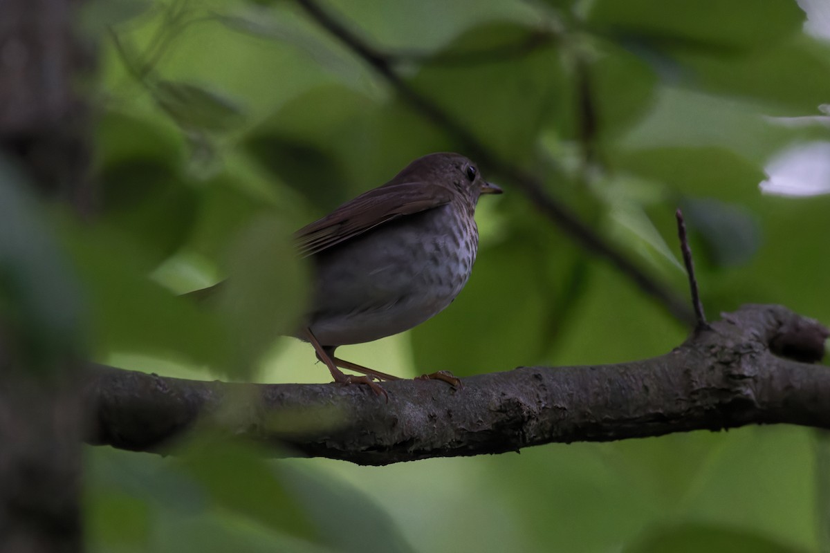 Bicknell's Thrush - ML619134623