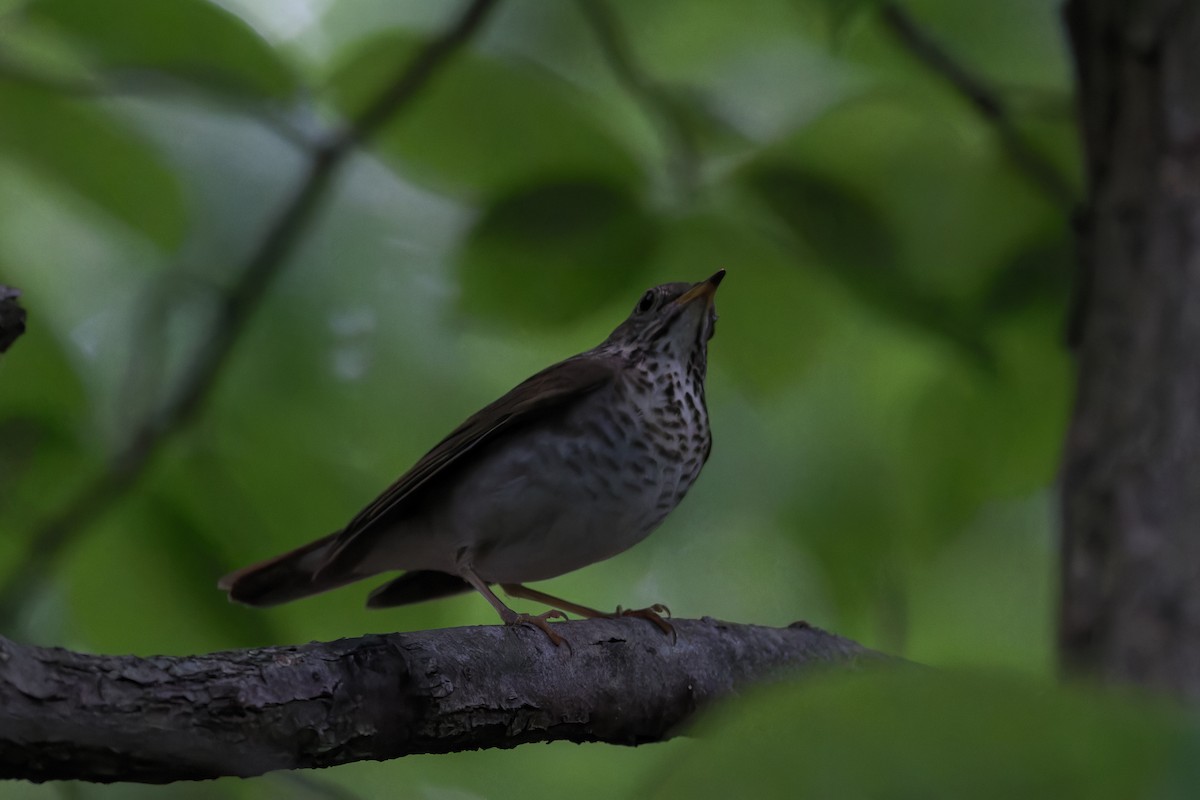 Bicknell's Thrush - ML619134626