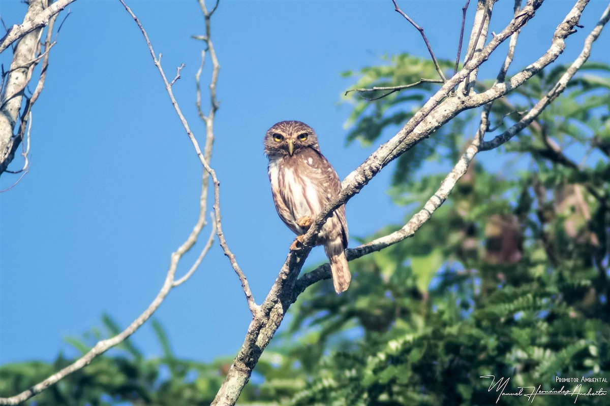 Ferruginous Pygmy-Owl - Manuel de Jesus Hernandez Ancheita