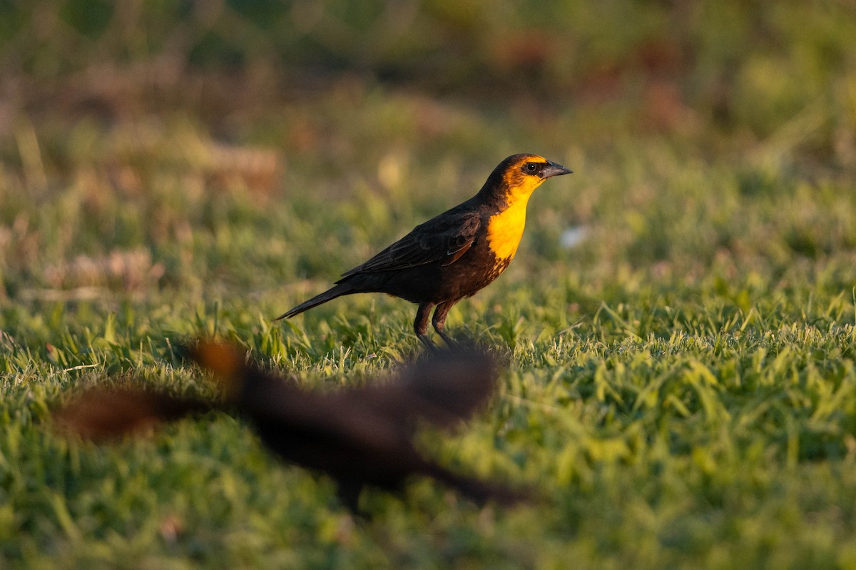 Yellow-headed Blackbird - ML619134628