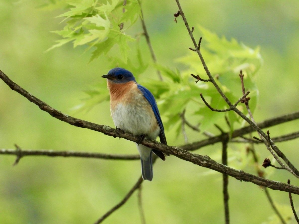 Eastern Bluebird - Ronnie DiLorenzo