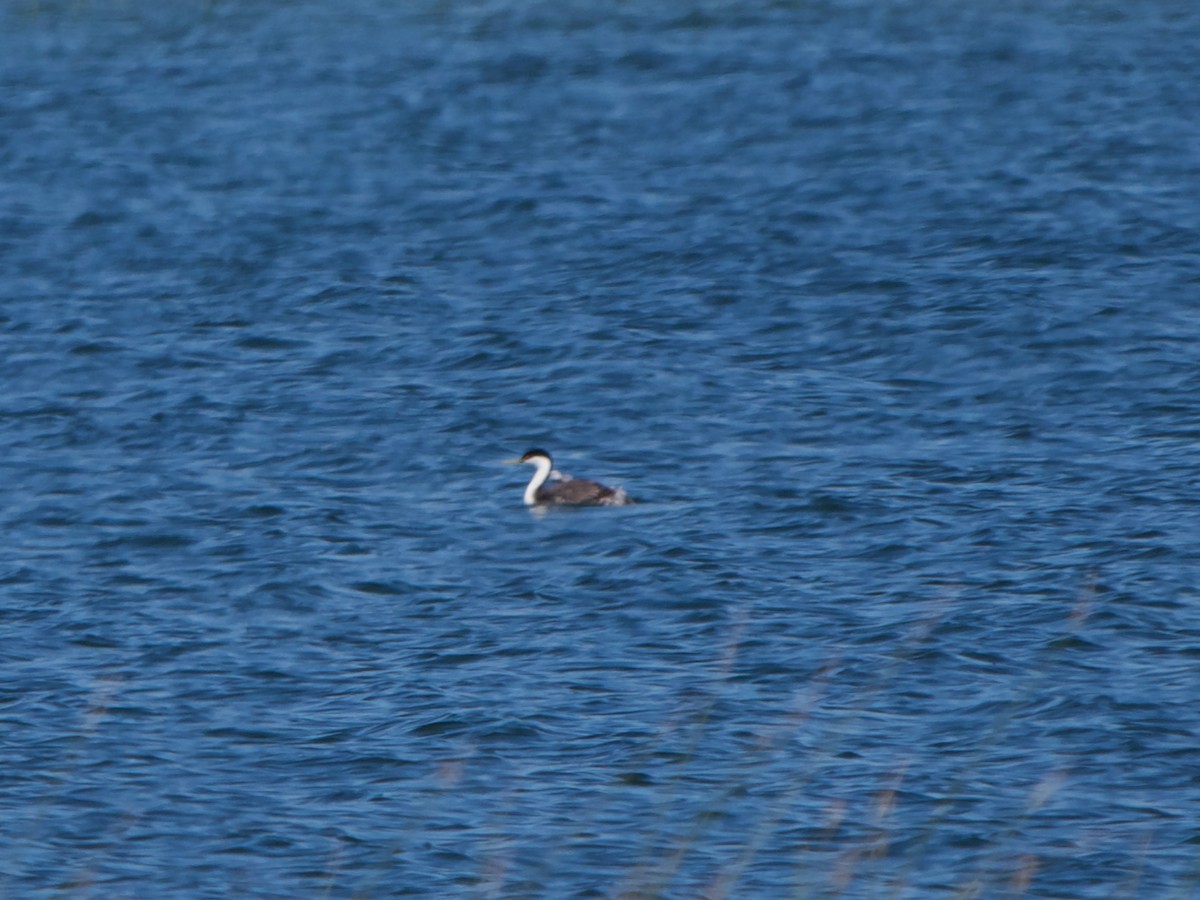 Western Grebe - Christopher Eliot