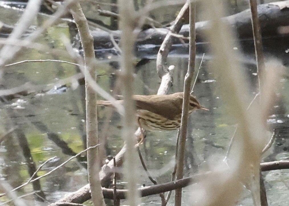 Northern Waterthrush - Jon Wolfson