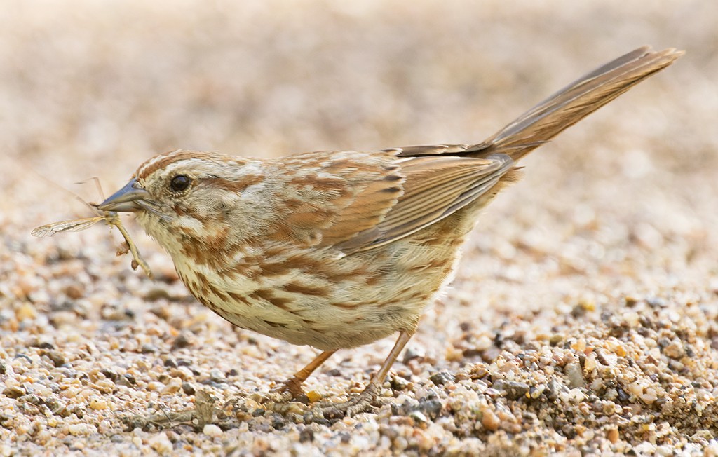 Song Sparrow - manuel grosselet